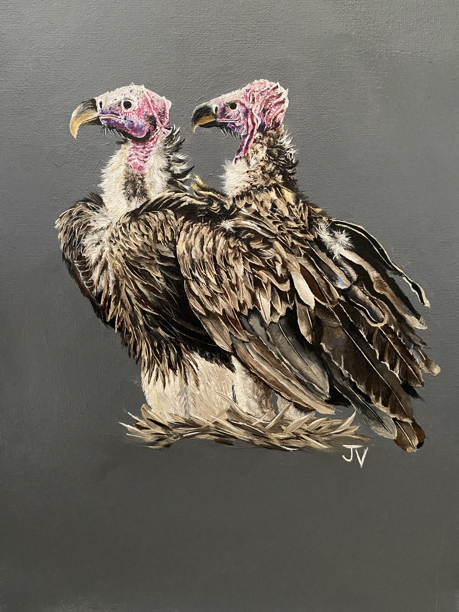 Royalty of the dead - Lappet Face Vulture 1 Royalty of the dead - Lappet Face Vulture