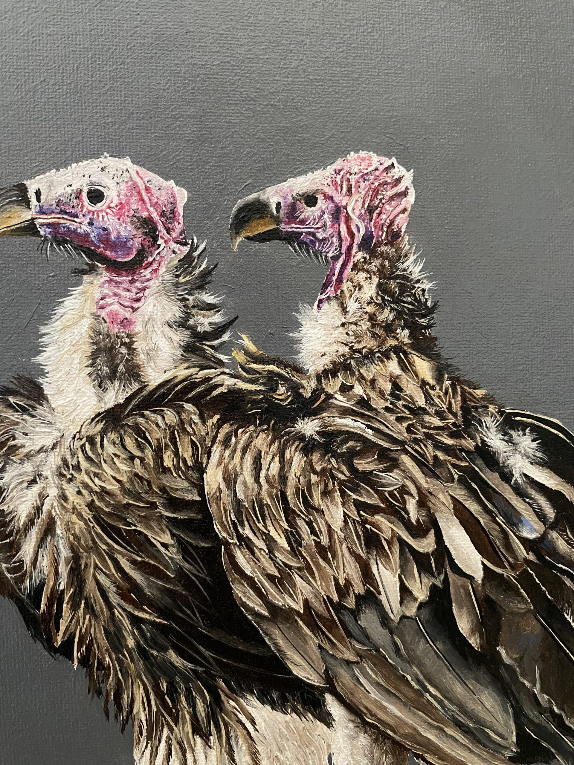 Royalty of the dead - Lappet Face Vulture 5 Royalty of the dead - Lappet Face Vulture - Image 5