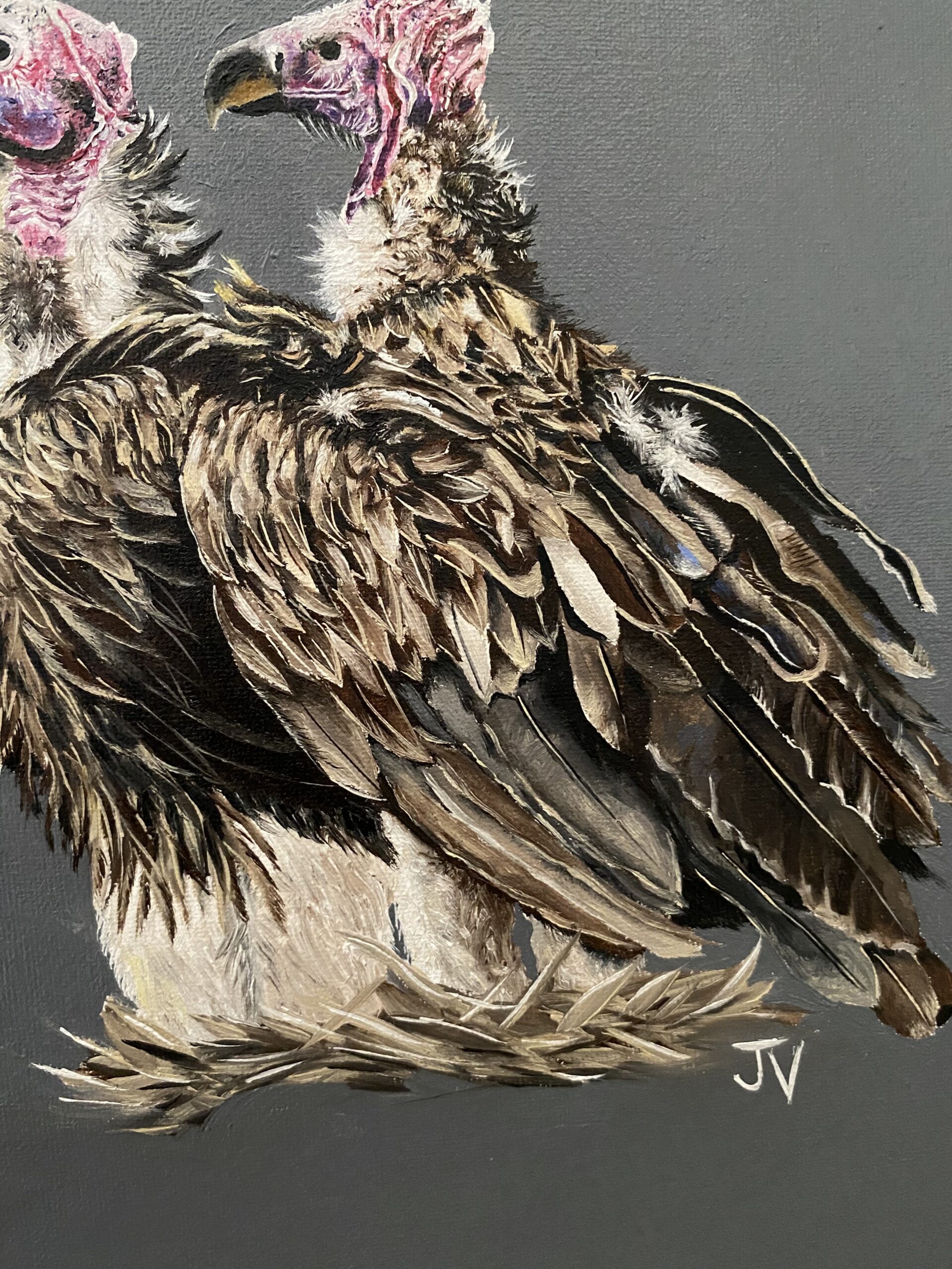 Royalty of the dead - Lappet Face Vulture 7 Royalty of the dead - Lappet Face Vulture - Image 7