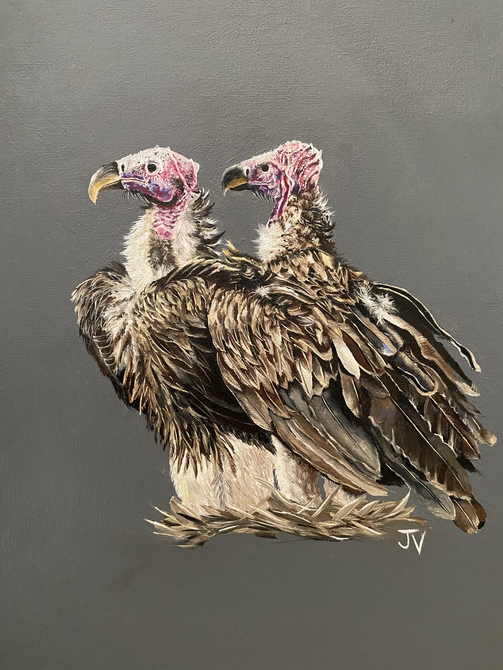 Royalty of the dead - Lappet Face Vulture 8 Royalty of the dead - Lappet Face Vulture - Image 8