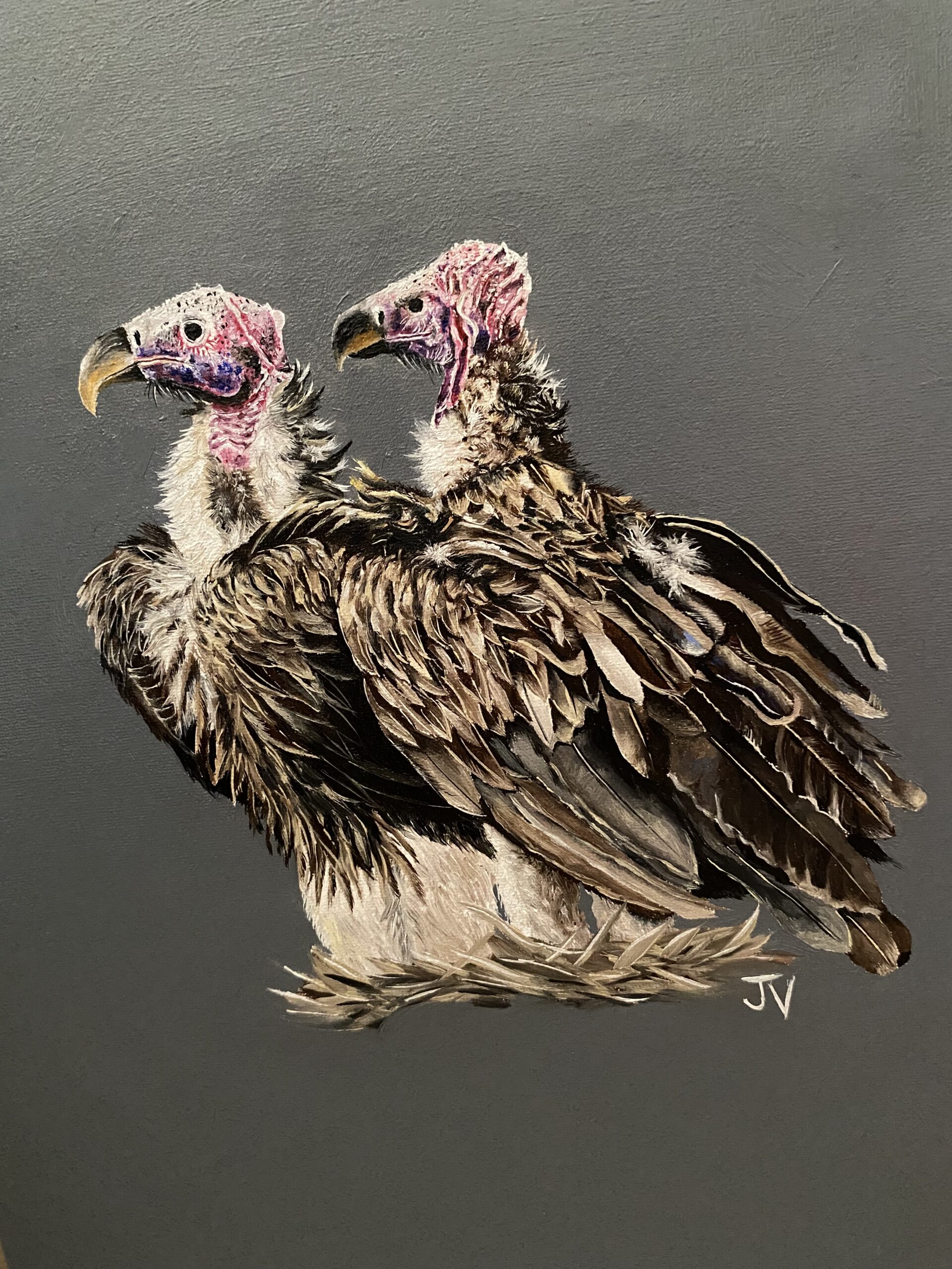 Royalty of the dead - Lappet Face Vulture 10 Royalty of the dead - Lappet Face Vulture - Image 10