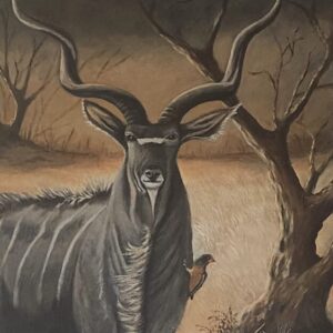 Lonely Kudu